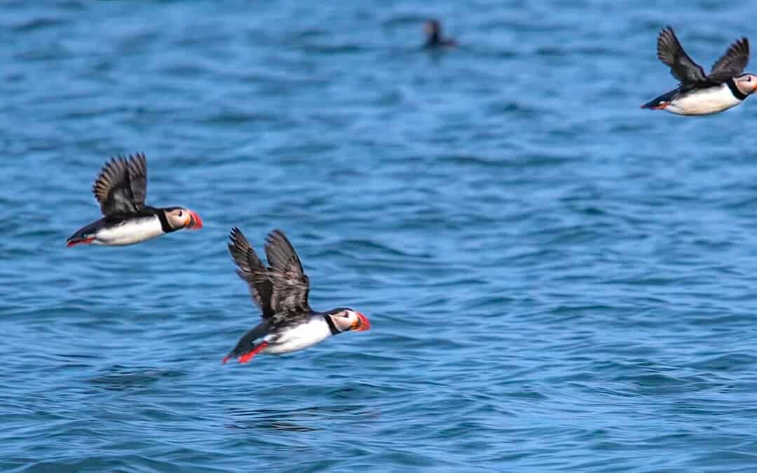 Ocean Adventures Puffin tour